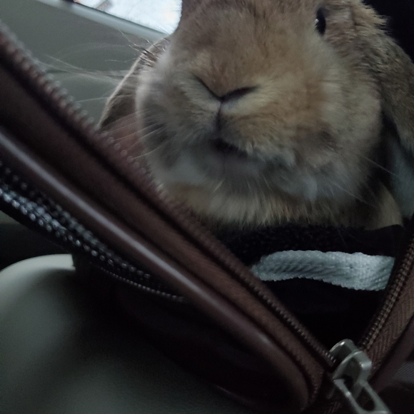 Bags, twillies, scarves, clothes, shoes, jackets, etc. - Picture 9 of 16